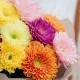 Букет 13 разноцветных хризантем