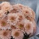 Букет 7 бежевых кустовых хризантем