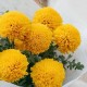 9 желтых шаровидных хризантем