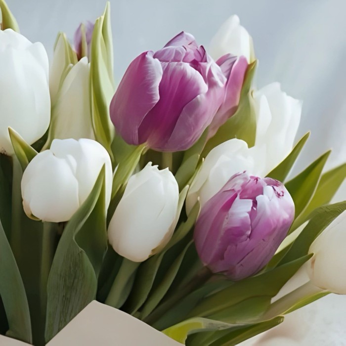 Букет 13 бело-сиреневых тюльпанов