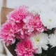 3 бело-розовые хризантемы
