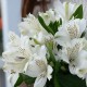 Букет 3 белые альстромерии