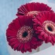 Букет 3 бордовые герберы