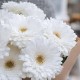 Букет 7 белых гербер