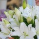 Букет 7 белых лилий