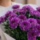 7 фиолетовых кустовых хризантем