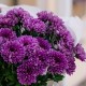 7 фиолетовых кустовых хризантем