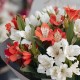 Букет 9 бело-красных альстромерий