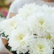 9 одноголовых хризантем