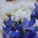 Букет альстромерии с ирисами
