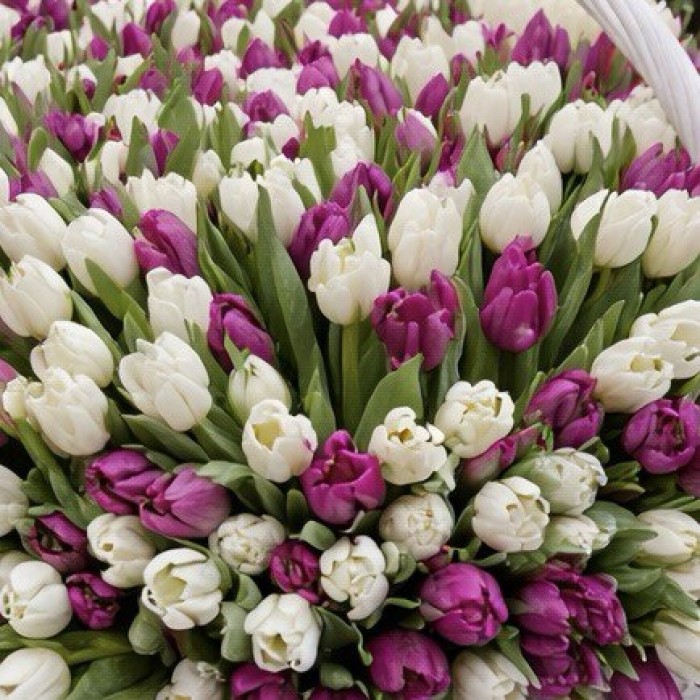 1001 бело-фиолетовый тюльпан в корзине