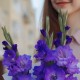 Букет 3 фиолетовых гладиолуса