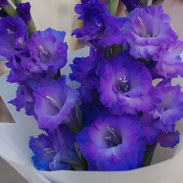 Букет 3 фиолетовых гладиолуса