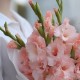 Букет 5 розовых гладиолусов