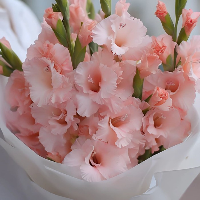 Букет 5 розовых гладиолусов