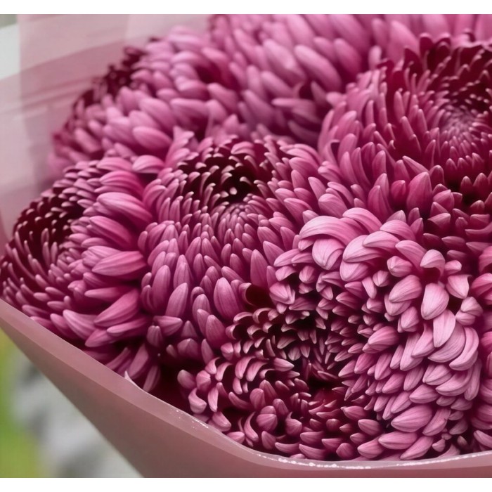 Букет 9 хризантем Бургунди