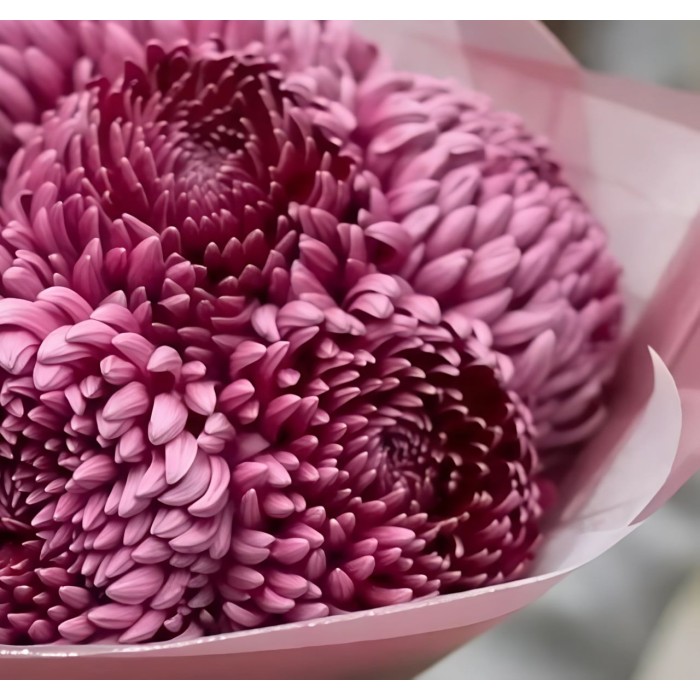 Букет 9 хризантем Бургунди